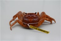 藏品(白紋方蟹)的圖片